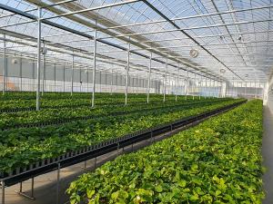 부여군, 조직배양 딸기원묘 보급으로 농가 소득 향상